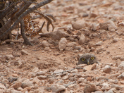 Mojave Desert