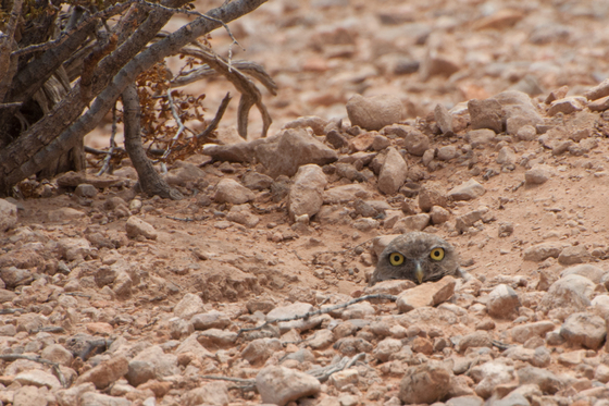 Mojave Desert