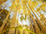 Inner Basin, Coconino National Forest
