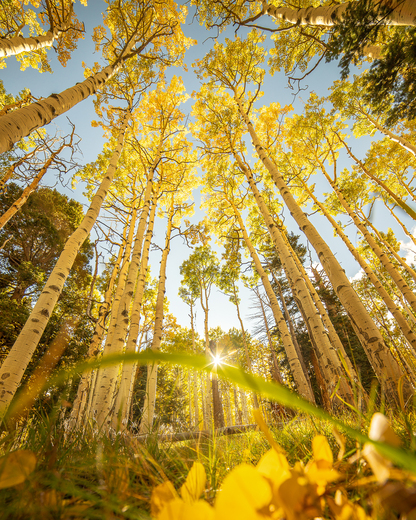 Inner Basin, Coconino National Forest