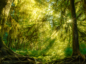 Olympic National Park, Hoh Rainforest
