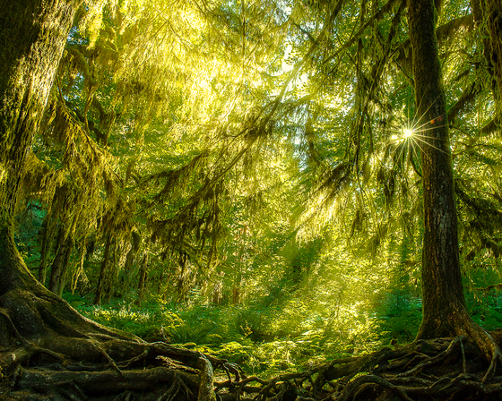 Olympic National Park, Hoh Rainforest