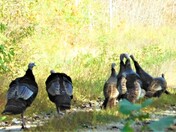 Mingo National Wildlife Refuge, Missouri