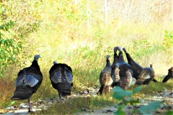 Mingo National Wildlife Refuge, Missouri