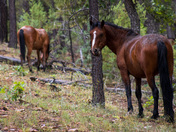 Apache-Sitgreaves National Forest