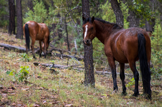 Apache-Sitgreaves National Forest