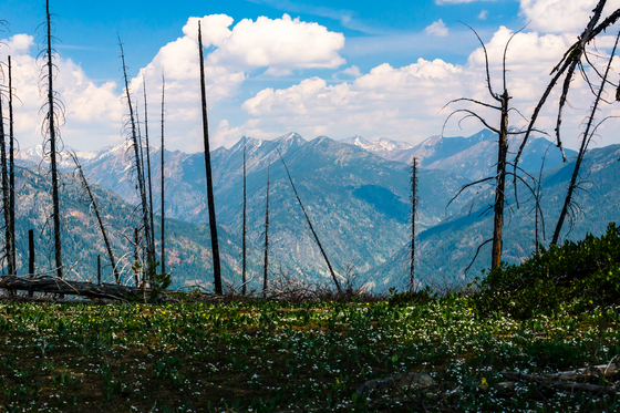 Okanogan-Wenatchee National Forest