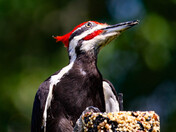 Pileated Woodpecker (male)