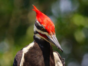 Pileated Woodpecker