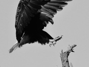 Eagle touching down