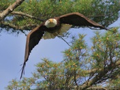 Bald Eagle Nest Exit