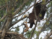 Bald Eagle with Catch