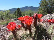 Kaibab National Forest