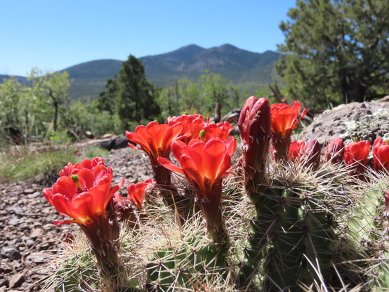 Kaibab National Forest