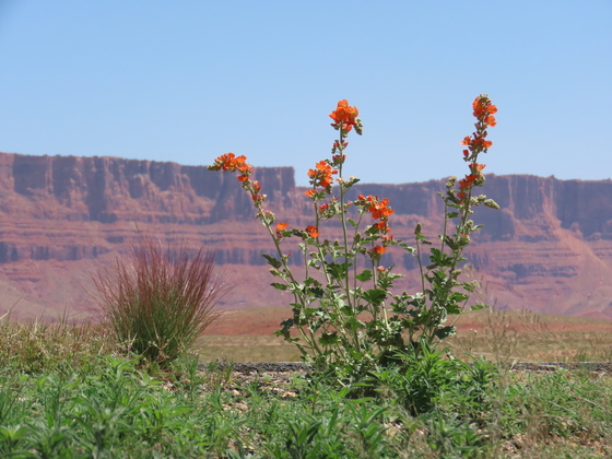 Vermilion Cliffs National Monument