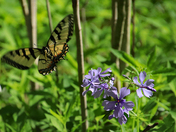 Great Smoky Mountains National Park