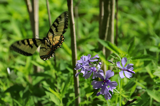 Great Smoky Mountains National Park
