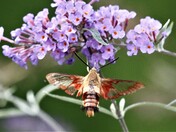 Hummingbird moth