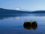 Mount Hood National Forest 