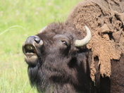 Yellowston National Park