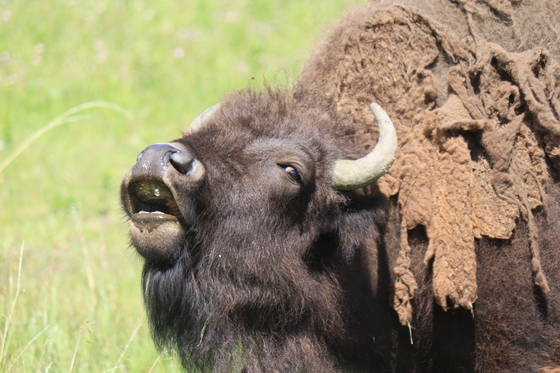 Yellowston National Park