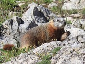 Yellowstone National Park