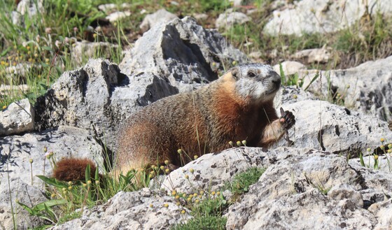 Yellowstone National Park