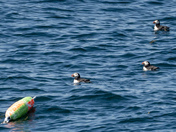 Seal Island National Wildlife Refuge
