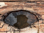 Petrified Forest National Park