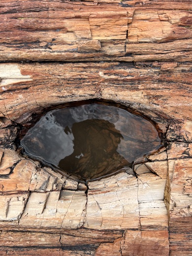 Petrified Forest National Park