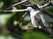 Female Ruby Throated Hummingbird 