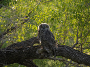 Great Horned Owlet