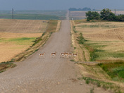 Herd on the Move