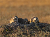 Black-tailed Prairie Dog