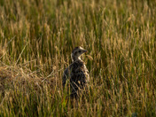 Sharp-tailed Grouse Chick