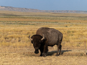 Plains Bison
