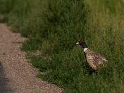 Ring-necked Pheasant