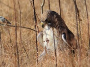Red-tailed Hawk Hunting