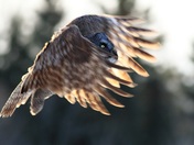 Great Gray in Morning Light