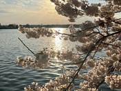 Tidal Basin