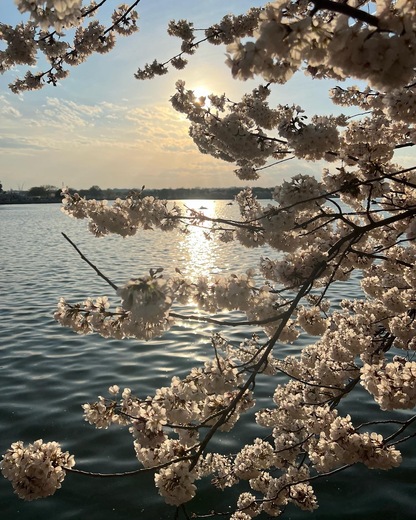 Tidal Basin