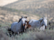 Sand Wash Basin, BLM