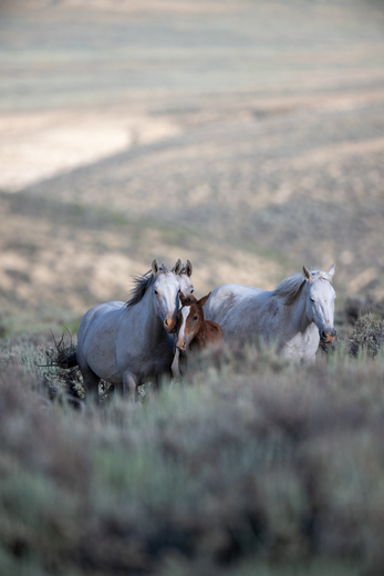 Sand Wash Basin, BLM