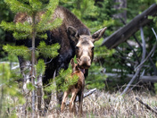 Rocky Mountain National Park