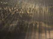 Black Hills National Forest