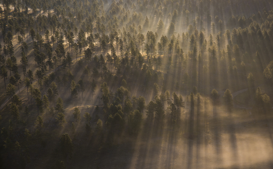Black Hills National Forest