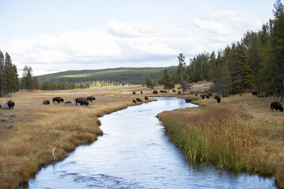 Yellowstone National Park