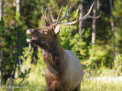 Yellowstone NationalPark