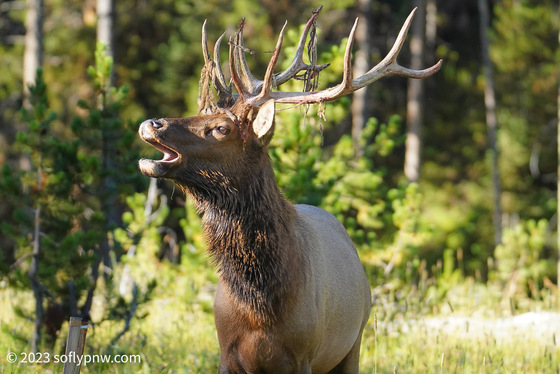 Yellowstone NationalPark