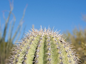 Saguaro National Park
